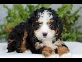 Mini Bernedoodle dogs for sale: Josie  - Video 1