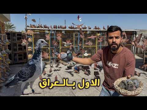 طيور تستخدم للسباق اسعارها 10 مليون وأكثر 🤯