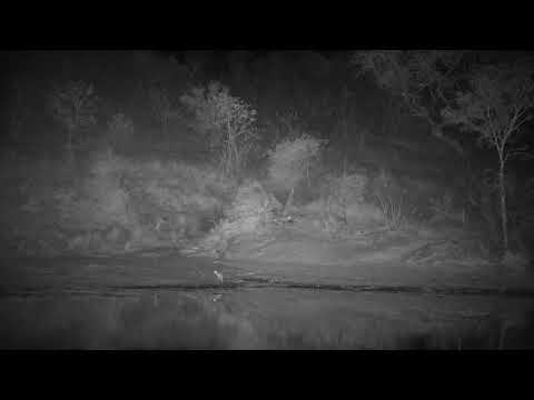 Djuma: Small Antelope drinks other side of dam - 23:06 - 08/18/21