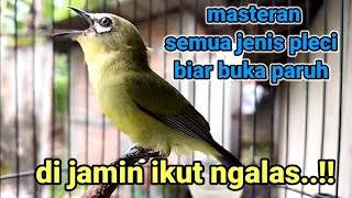 Download lagu masteran semua jenis pleci - agar pleci gacor ngalas nembak ngotot buka paruh. mp3 Download lagu masteran semua jenis pleci - agar pleci gacor ngalas nembak ngotot buka paruh. mp3