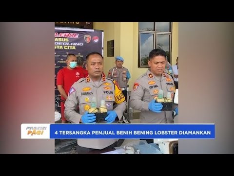 SATRESKRIM POLRES PANDEGLANG AMANKAN 4 TERSANGKA PENJUAL BENIH BENING LOBSTER