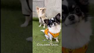 出張レッスンとは？　Colors Dog ドッグトレーナー×犬の管理栄養士
