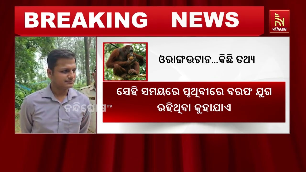 ବାଲେଶ୍ବର ଉଦୟପୁର ବନ ବିଭାଗ ପକ୍ଷରୁ ୫ ଓରାଙ୍ଗଉଟାନ ଠାବ