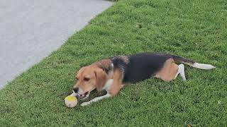 Video preview image #1 Beagle Puppy For Sale in Las Vegas, NV, USA