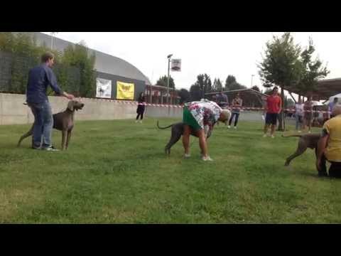 Narciso dei Grandi Grigi - Club Show - WCI 2014-09-07