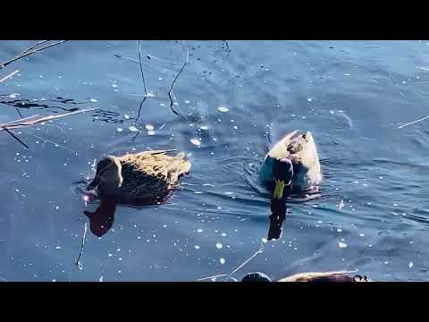 A Beautiful Day in Falkenberg, Sweden