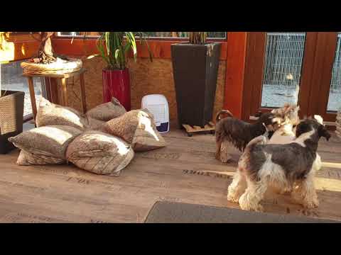 Bunte Hunde im Sonnenschein