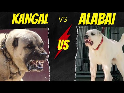 Kangal Vs Alabai Dog -  Comparison | Alabai vs Kangal Shepherd Dog - who is stronger ?