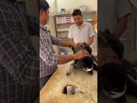 Paylap Pet Care YouTube short