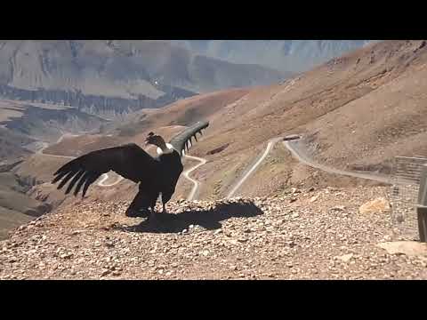 LIBERACIÓN DEL CONDOR ANDINO  MORENO , CUESTA DE LIPAN, JUJUY   YouTube   Google Chrome 2025 11 15 1