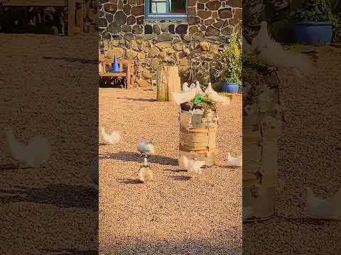 Video 49 aus  Burgbauernhof am Katzenstein - Ursprünglichkeit des Landlebens gepaart mit Gesundheit und Luxus