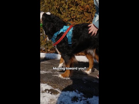 Dog bite prevention video