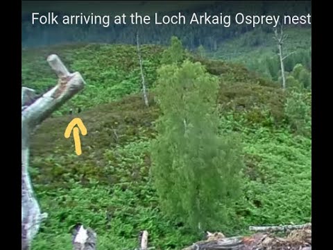 Folk arriving at the Loch Arkaig Osprey nest - it's the ringers! 2 Jul 2020