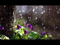 Richard Noll ~ Calling the Rain | Soothing music inspired by nature