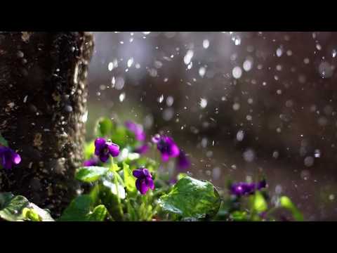 Calling the Rain | Soothing music inspired by nature