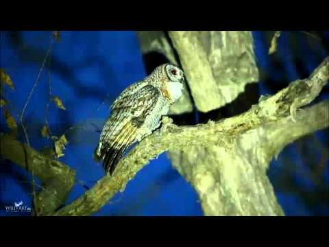 Strix ocellata calling Gujarat