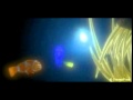 Own Movie Of Nemo