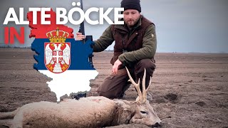 Bockjagd in Serbien I Alte Böcke und weites Schießen!
