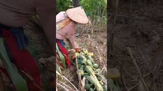 Download lagu Keberatan buah akhirnya roboh #pepaya #papaya #kates #gandul #ambruk #petani #petanidesa mp3