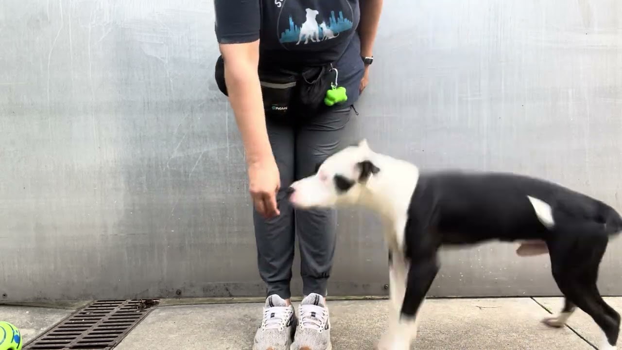 Enlarge Kennedy, a Adoptable Pit Bull Terrier in Chicago, IL video 5/5