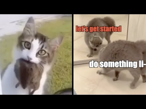 Best Cat Voiceovers - Ep. 1