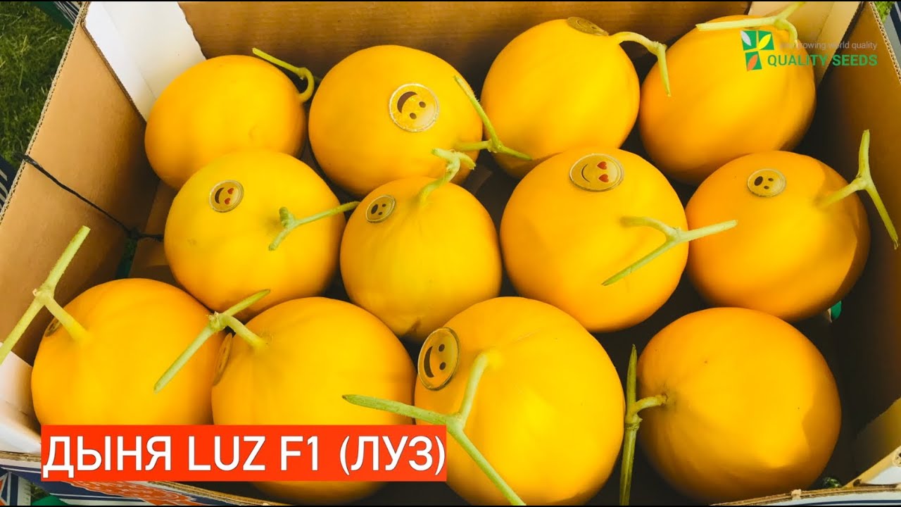 Дыня LUZ F1 (ЛУЗ)