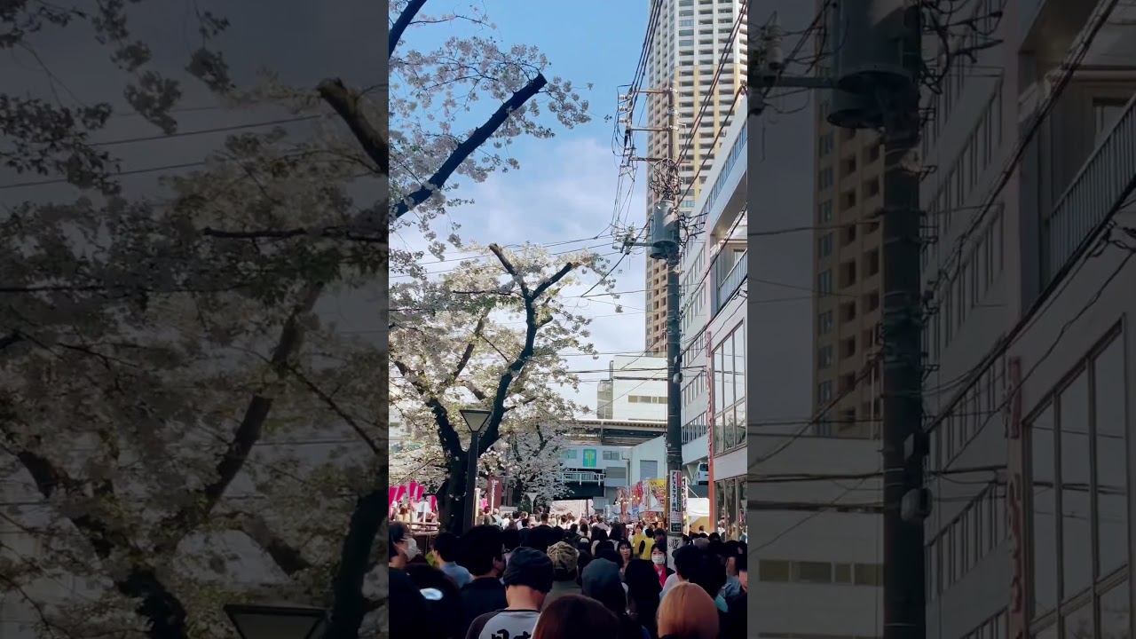 Sakura Japan #桜 #中目黒 #sakura #japan #crowded
