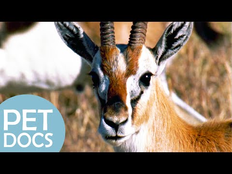 Gazelle: Life in the Savanna | My Animal Friends | Pet Docs
