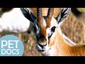 Gazelle Life In The Savanna My Animal Friends Pet Docs