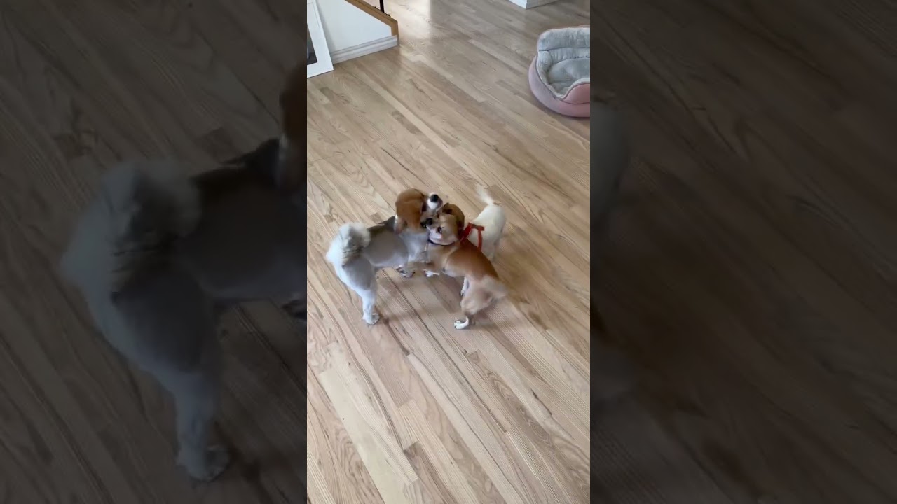Enlarge Tia & Tito, a ADOPTABLE mixed breed in Boulder, CO video 2/6