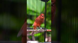 Download lagu Canary Singing Training Canary Bird | Kenari Gacor Panjang mp3