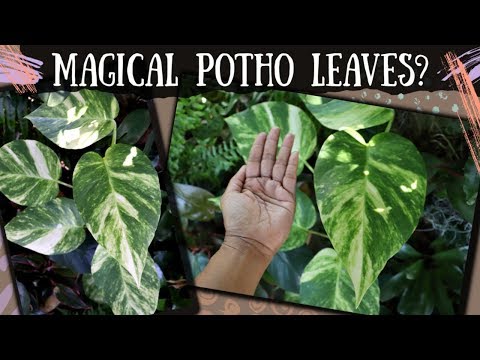 How Potho & Aroid Leaves Get Huge / Houseplants outdoors, aroids & Philodendrons