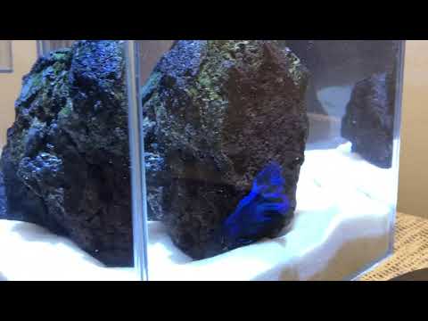 Royal Blue HalfMoon Betta Fish |Cleaning 3.5 gallon...