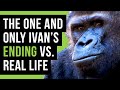 The One And Only Ivan S Happy Ending Vs The Real Story