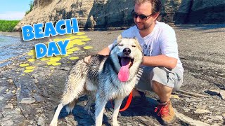 Huskies Off Leash At The Beach – Summer Fun!