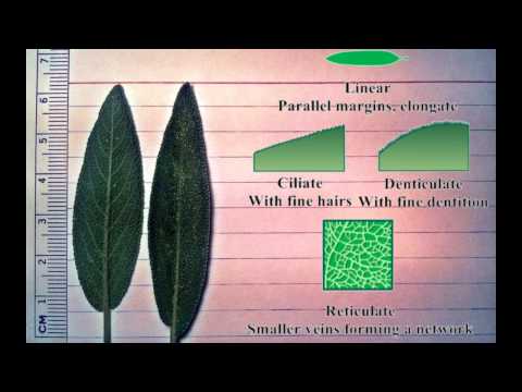 ยาสำหรับโรคสะเก็ดเงินอัลมาตี การรักษาของแปลง neurodermatitis