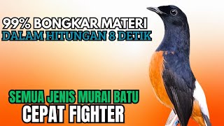 Download lagu PANCINGAN murai Batu FIGHTER GACOR ISIAN KERAS !! Jadikan semua murai batu ngedrop LANGSUNG BERKICAU mp3 Download lagu PANCINGAN murai Batu FIGHTER GACOR ISIAN KERAS !! Jadikan semua murai batu ngedrop LANGSUNG BERKICAU mp3