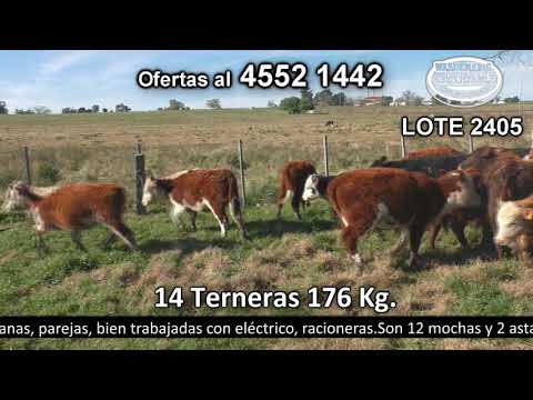 Lote 14 Terneras 5 HE,  2 HE c /  RA,  2 AA,  2 AA c/  HE,  1 LI,  1 HE c/  CH y  1 AA c/  Cebú. 176kg -  en Don Brun. Santa Catalina - Ruta 2 km 198