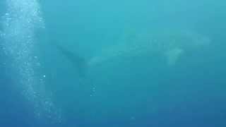 preview picture of video 'Panglao Island whale shark 알로나비치에서 만난 고래상어 by isaw'
