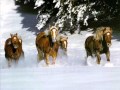 Crazyhorse
