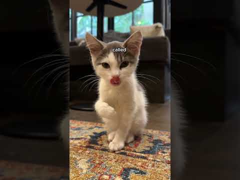 rescue cat cafe in London?! 😻🐾 #catcafe #londoncafe #londonlife