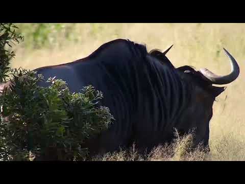 Djuma: Wildebeest herd come to the pan - 07:15 - 03/18/19