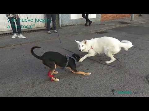 Comunicación canina – Kala y Robin