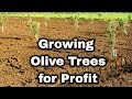 Olive Tree Farming for Profit