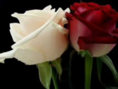 un millon de rosas la mafia