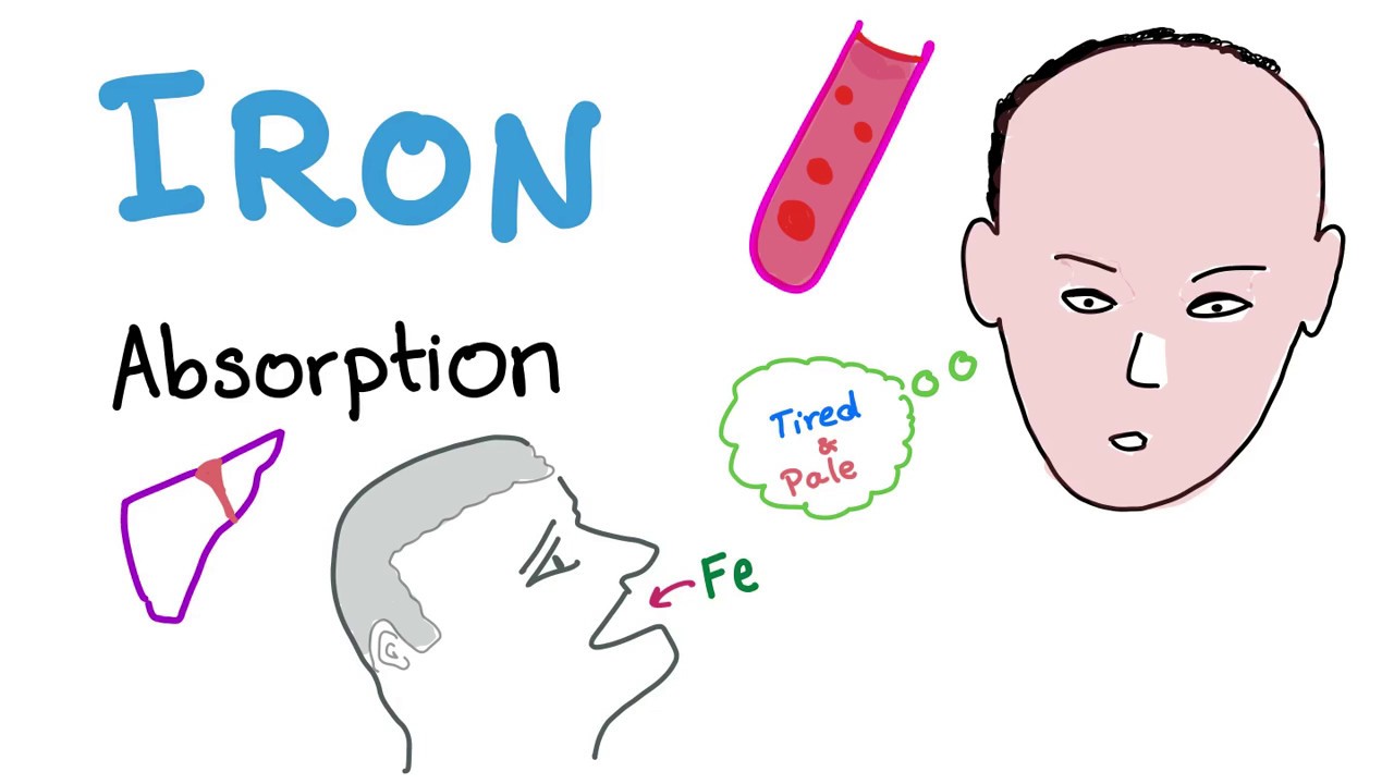 Iron Studies (part 1: Iron Absorption)