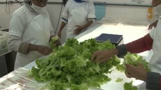 Inovação tecnológica no processamento mínimo de vegetais - Dia de Campo na TV