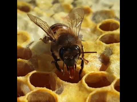 Pčela puni ćeliju medom