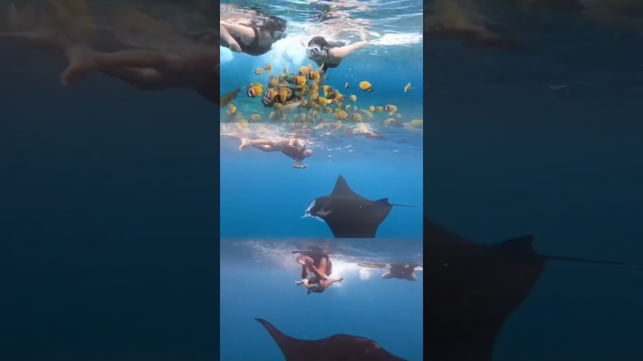 SNORKELING BERSAMA PARI MANTA DI NUSA PENIDA | Join us: +6287756569740 #sorts #travel #vacation