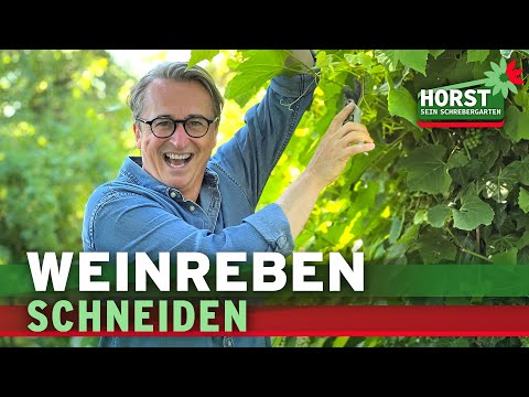 Akelei aussäen, Weinreben zurückschneiden, Riesenstauden als Sichtschutz | Horst sein Schrebergarten